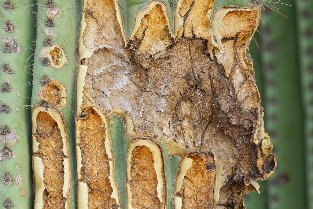 A close-up view of the damage to one of the arms of a saguaro I call the Green Elephant on the Latigo Trail in McDowell Sonoran Preserve in Scottsdale, Arizona on October 17, 2020. Originals: _RAC6567.arw to _RAC6570.arw