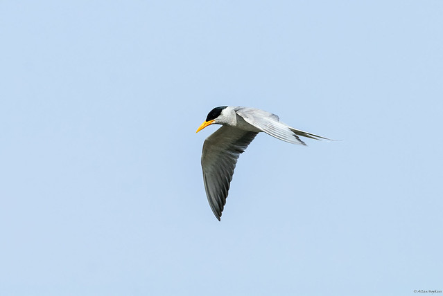 River Tern (Sterna aurantia), breeding plumage adult