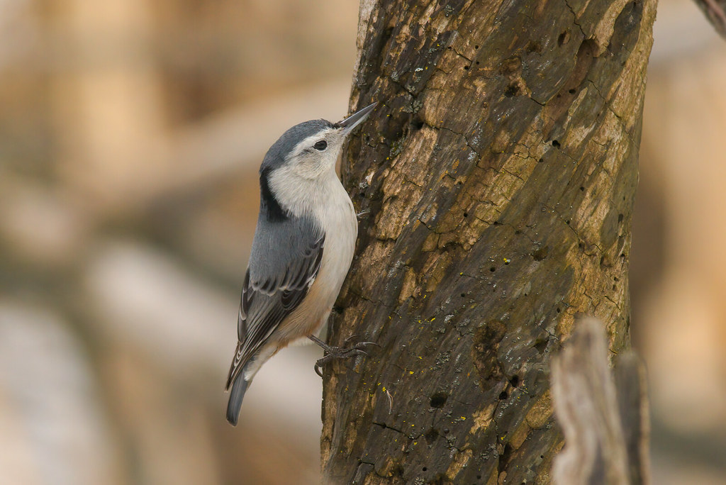 White-breasted Nuthatch (F)