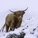Highland coo in the hills in the snow