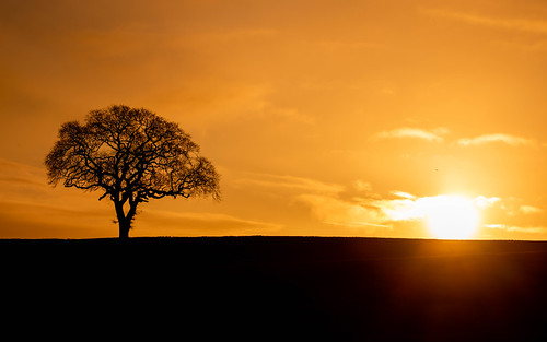 tree potterton aberdeenshire scotland sunrise sunset red sky silhouette
