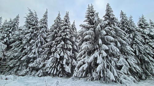 winter snow trees winterlandscape winterimpression winterlandschaft hohermeissner