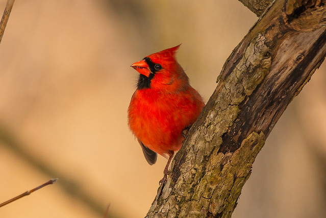 Captivated Northern Cardinal (M)