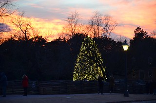 Christmas Tree At Sunset