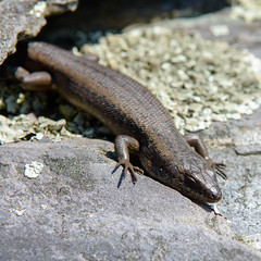South-western crevice skink