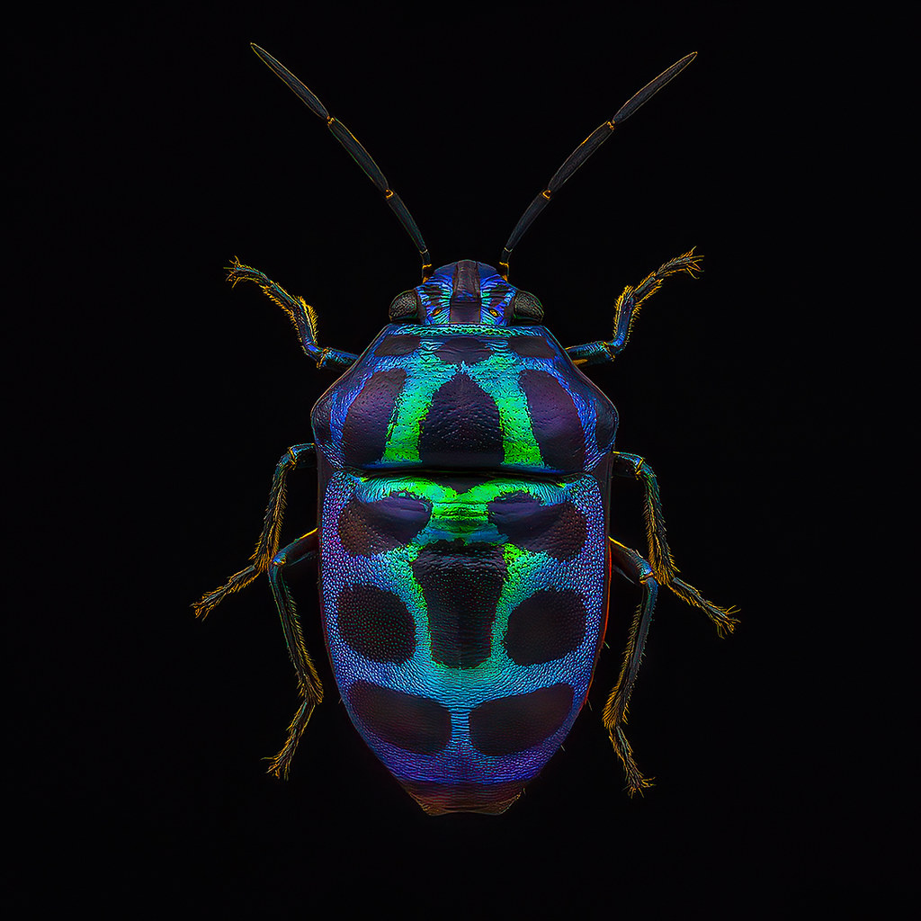 Chrysocoris stollii