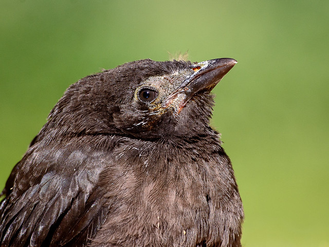 4893 Baby Grackle