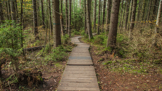 Boardwalk though the forest