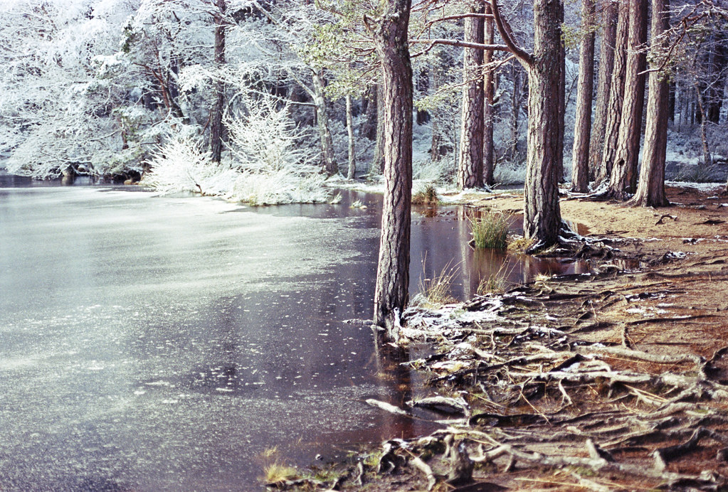 Pines Trees Beside a Frozen Loch Garten