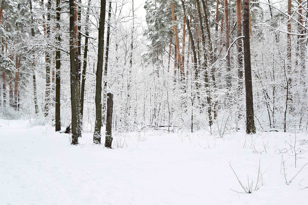 Fairy tales of the winter forest.