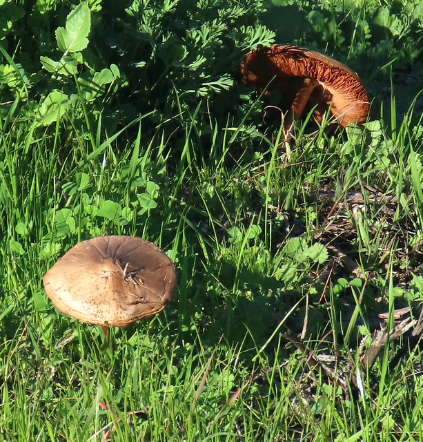 Mushroom in the park