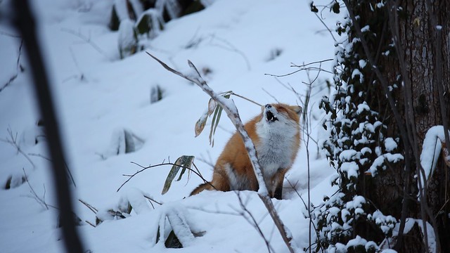 Ezo red fox.