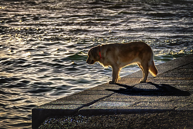 Anche lui guarda il mare ( vers colore) - He too looks at the sea (colors)