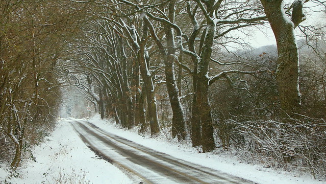 some icing sugar covering the old avenue.