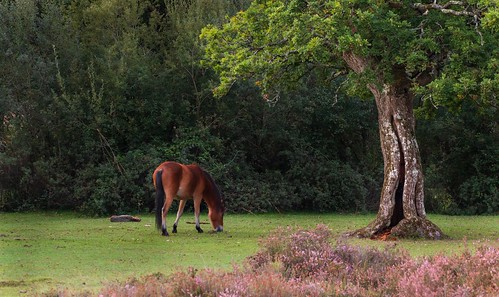 horse equine animals animal nature nationalpark newforest natural hampshire tree trees old ancient green countryside canon canon77d canoneos77d composition colour heath heathland heather atmosphere atmospheric agriculture south england englishcountryside light lightroom life morning morningwalk landscape photography photograph peaceful peace relaxing relax wood woodland wooded woods woodlandwalk lonelytree lonely lone alone walk