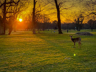 Deer on Algonkian Golf Course at Winter Sunset - Sterling VA