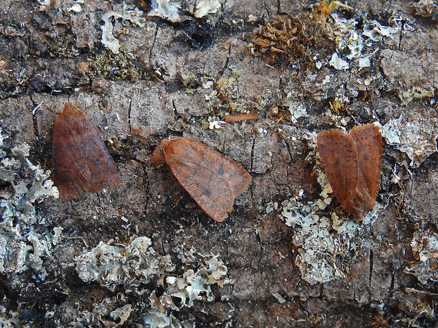 Chestnut moths (Conistra vaccinii)