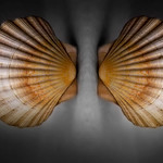 Sea shell twins