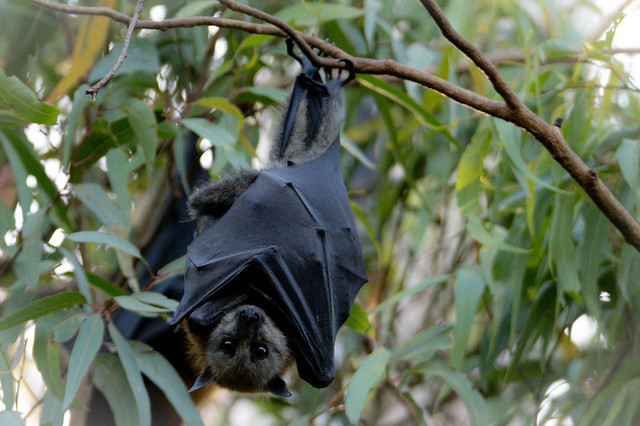 Bats at Parra Park