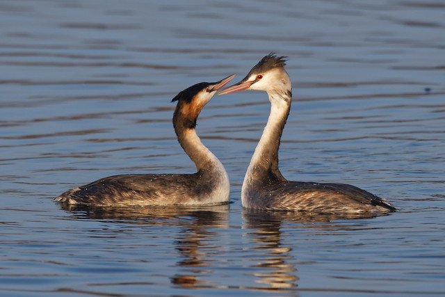 Great crested grebe 
