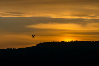 Sunrise Egret