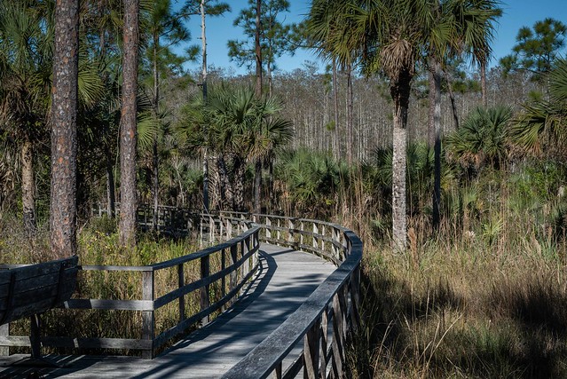 Naples, Florida - Corkscrew Swamp - Boardwalk through Corkscrew Swamp