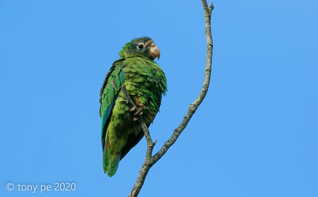 Cotorra- Amazona ventralis- Hispaniolan Parrot