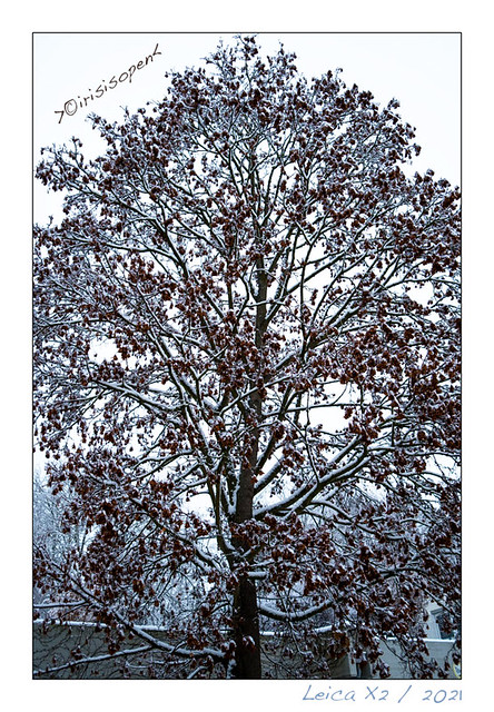 Es-schneit-mal-...#-L1003658-#-Leica-X---2021