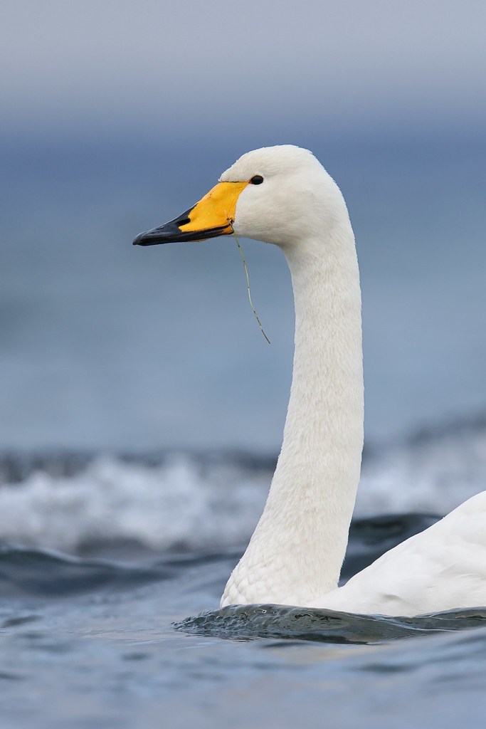 Cygnus cygnus | Whooper Swan | sångsvan