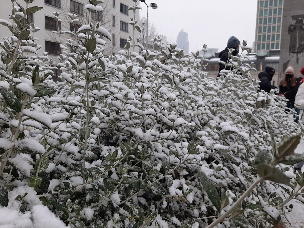Cómo estar más guapos | Primera nevada en Bruselas Nieve en Rue de l'Ommegang