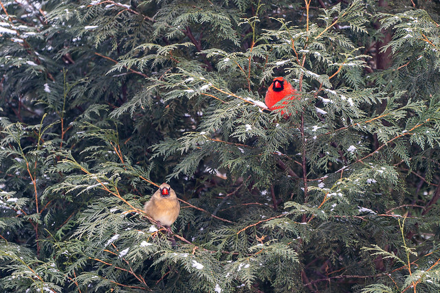Snow falling of Cardinals