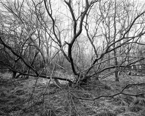 hyonswood blackandwhite monochrome ilfordortho 4x5 landscape largeformat ruralnortheast ancientwoodland tree walkertitansf