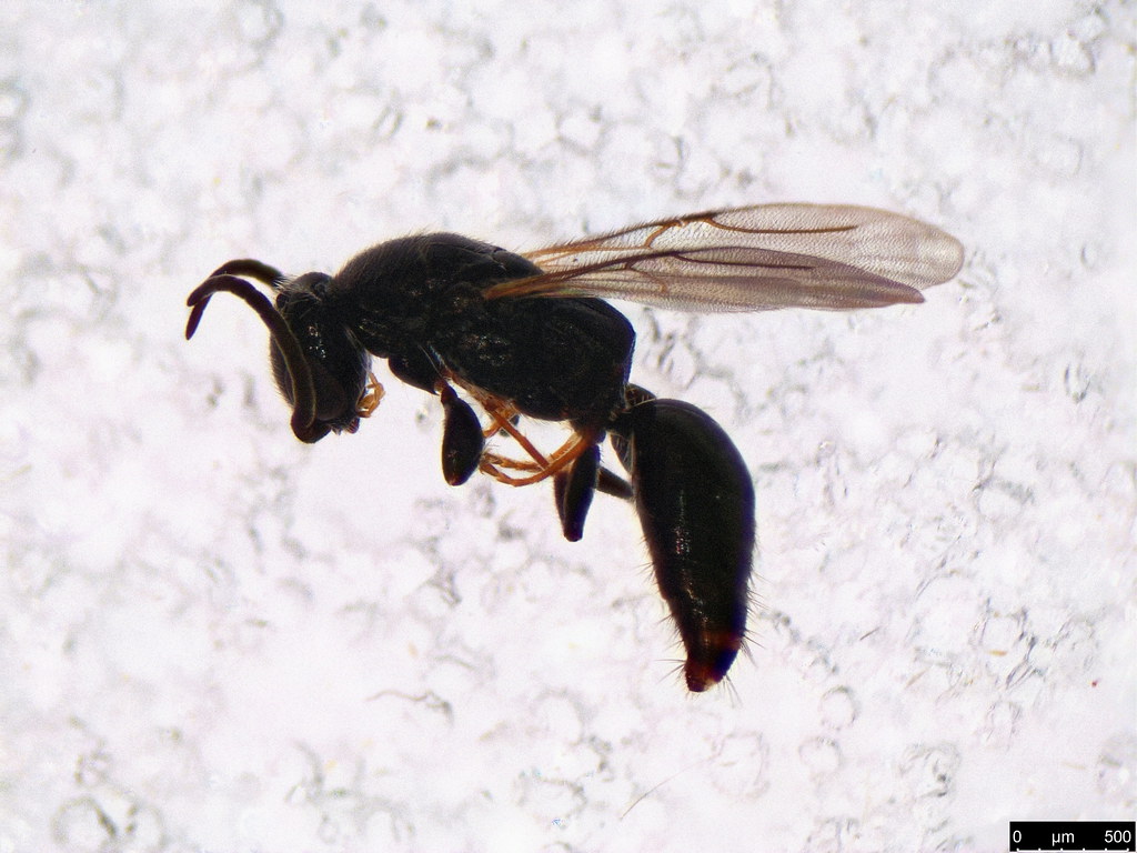 31 - Bethylidae sp.