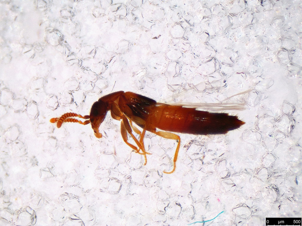46a - Staphylinidae sp.