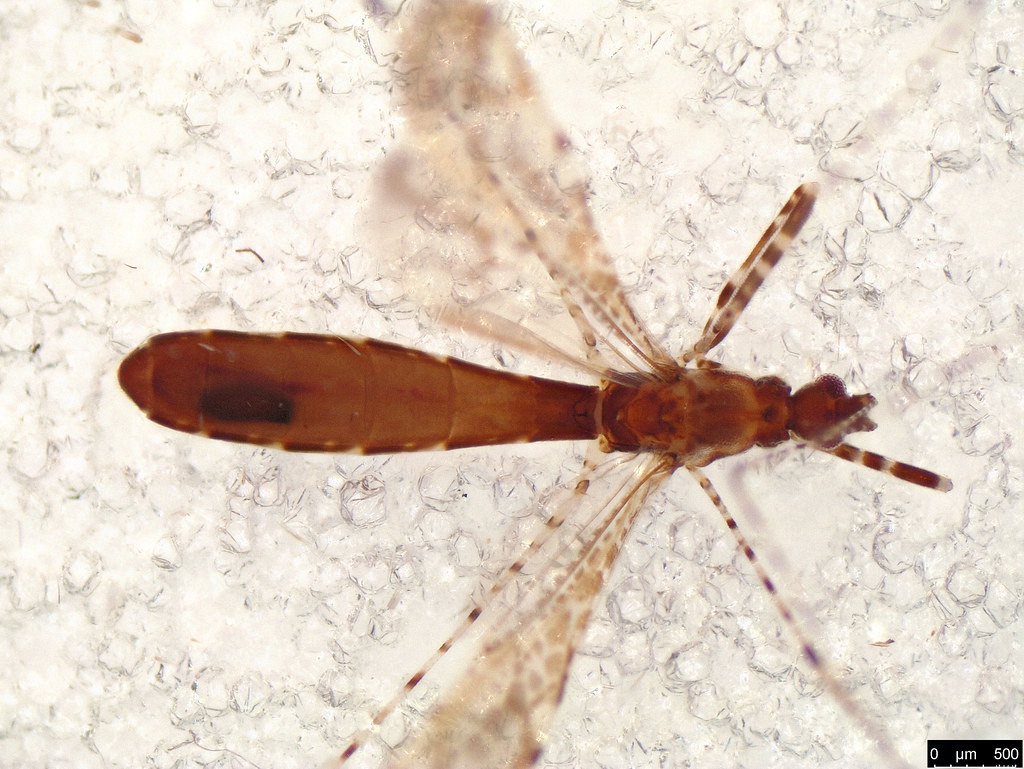 53b - Empicoris sp.