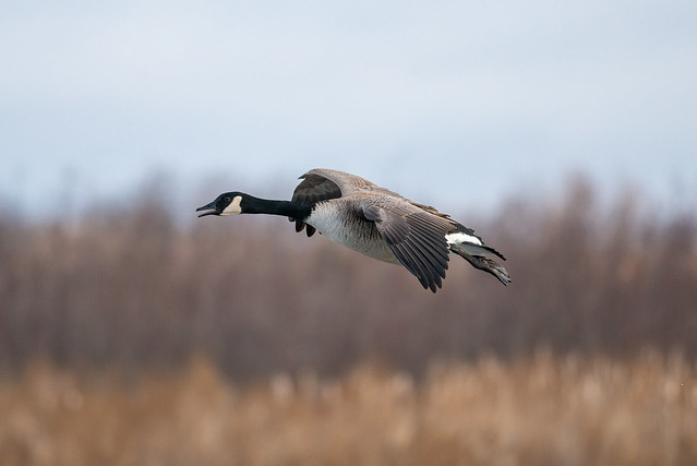 Canada Goose | One Last Call to Ground Control