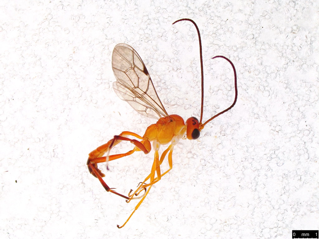8 - Ichneumonidae sp.