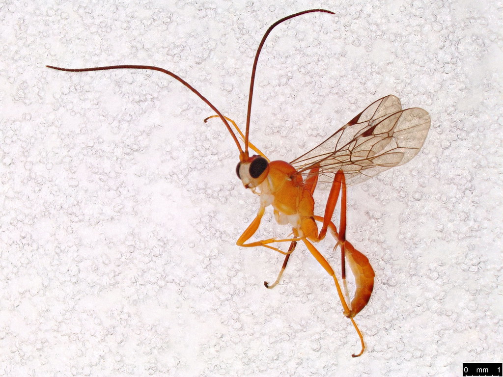 7 - Ichneumonidae sp.