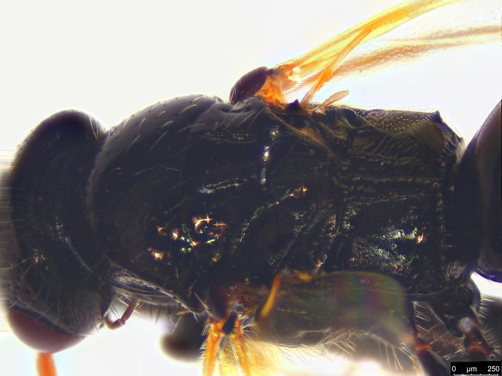 16c - Bethylidae sp.