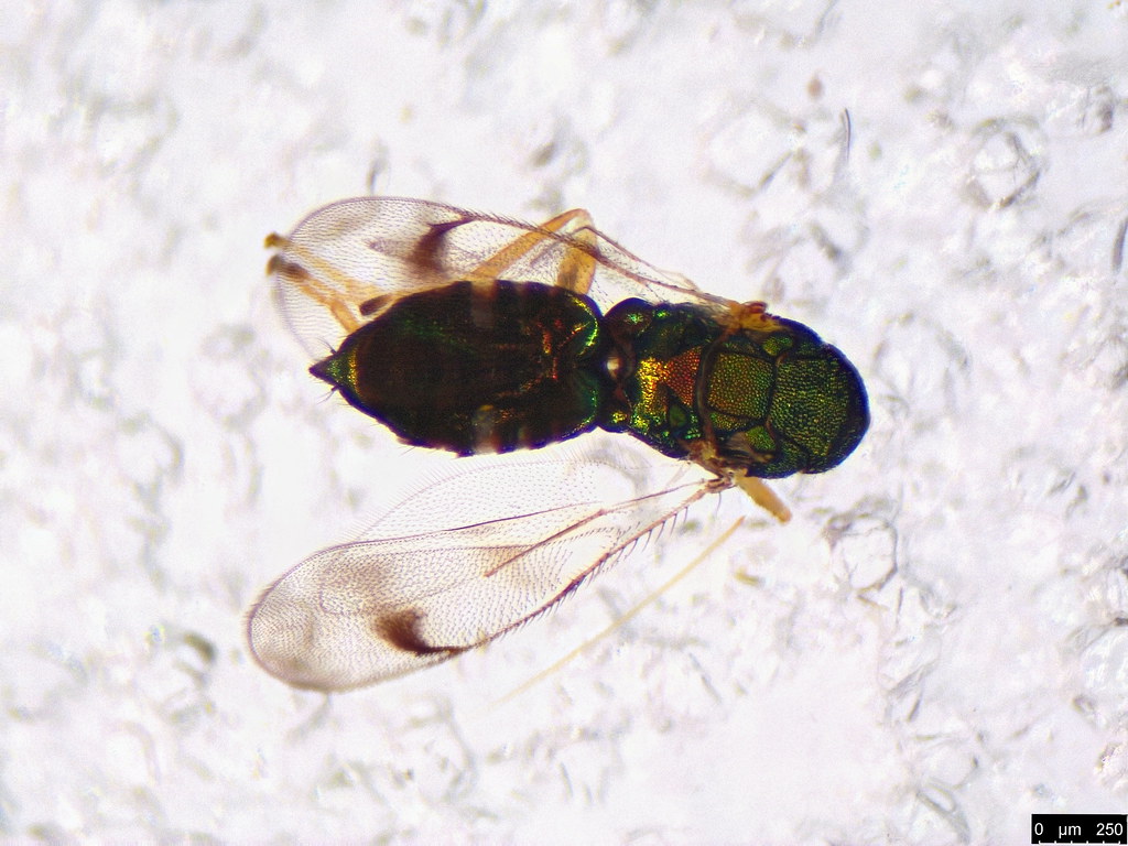 28a - Chalcidoidea sp.