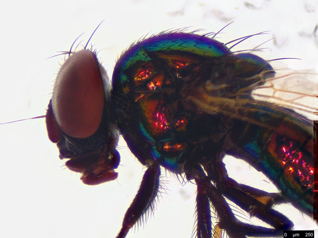 37c - Diptera sp.