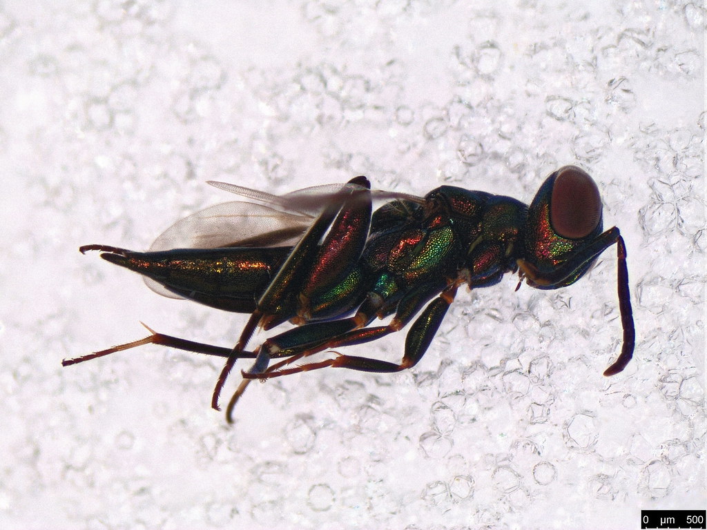27b - Chalcidoidea sp.
