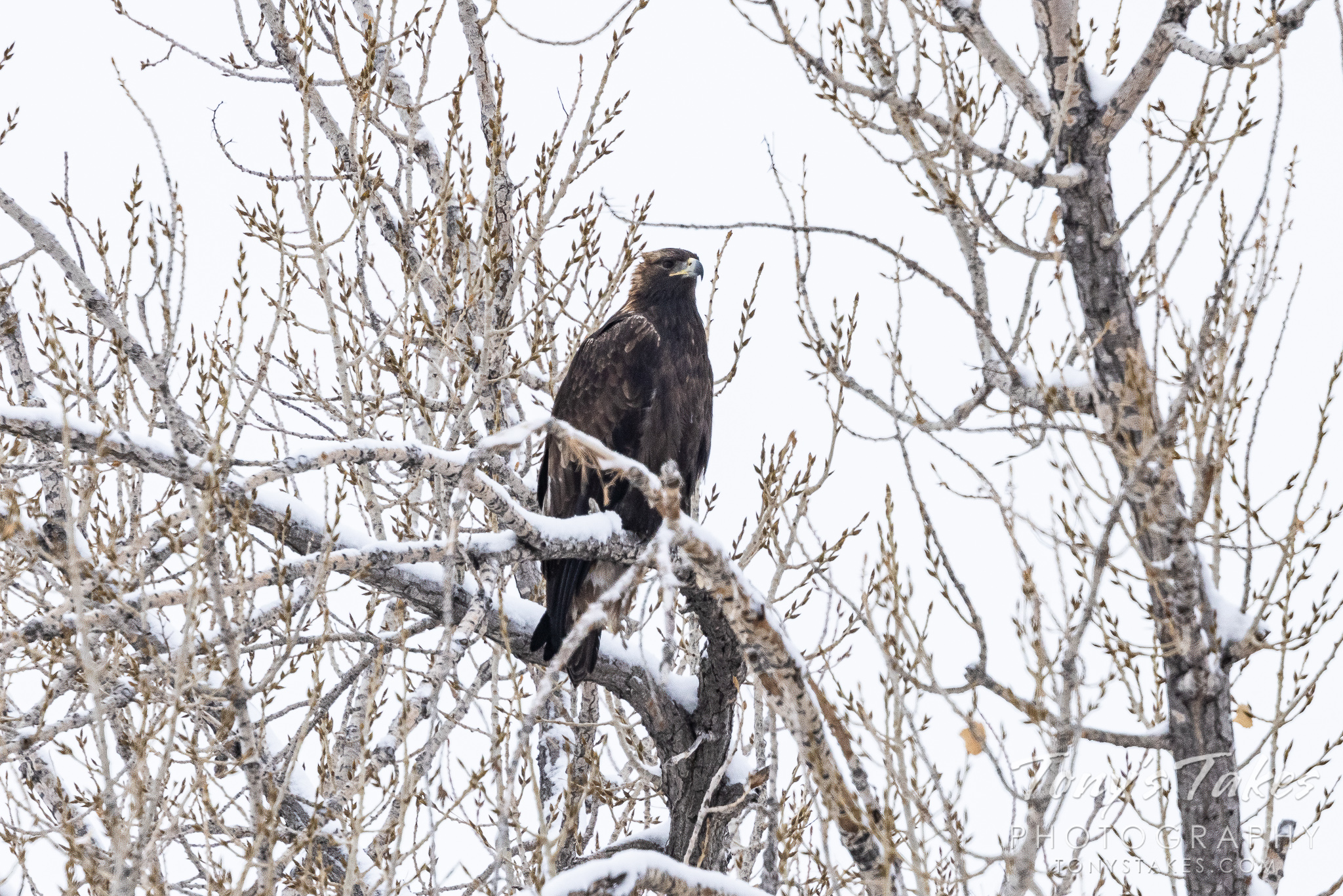 Gorgeous golden eagles on a cold winter’s day