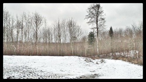 mortenbjerg 2021 snapseed forest snow winter january seasons weather trees