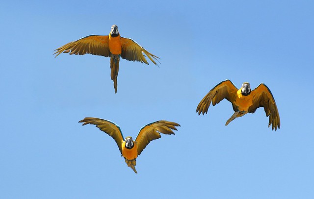 Macaw Squadron