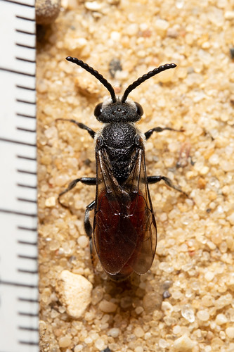 Sphecodes Sphecodes albilabris (Giant Blood Bee) | Flickr