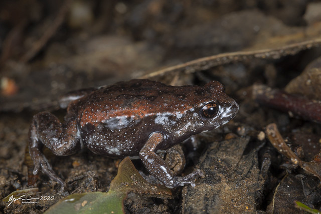 Red-backed Toadlet