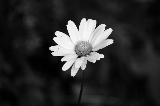 Solitary flower