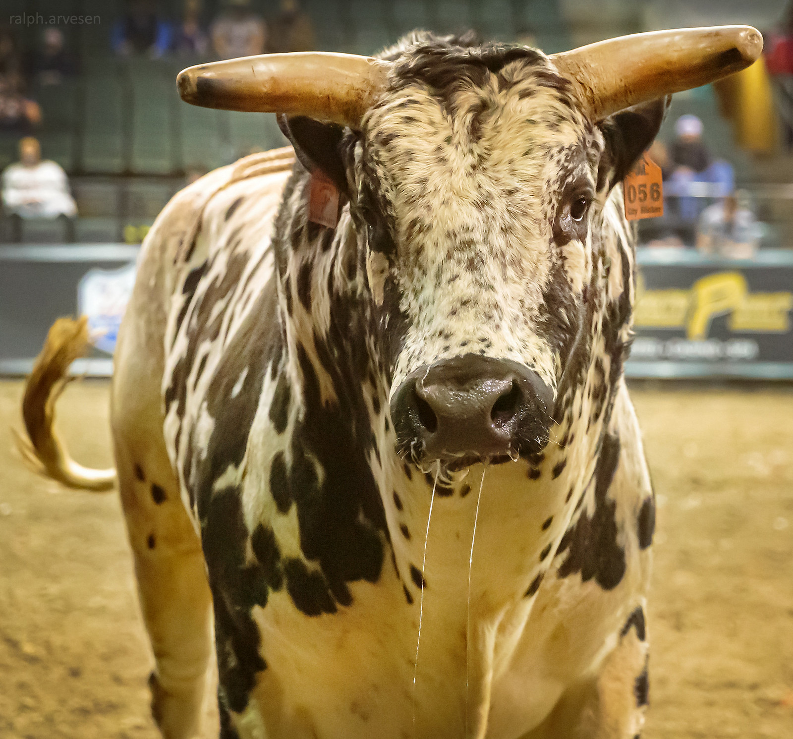 Professional Bull Riders | Texas Review | Ralph Arvesen