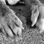 2021/365/17 These Paws Were Made for Walkin'